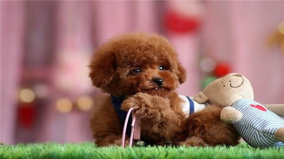 贵宾犬的长毛护理