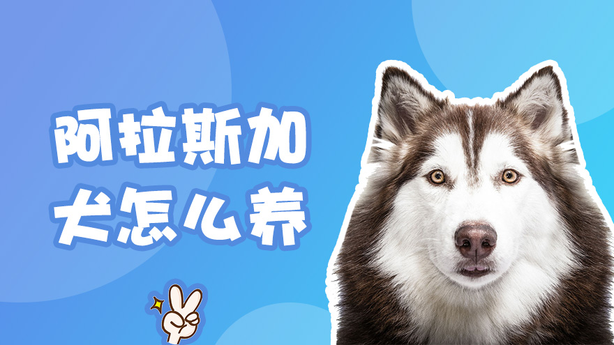 阿拉斯加犬怎么养