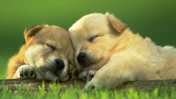 冬季狗狗容易感染哪些疾病