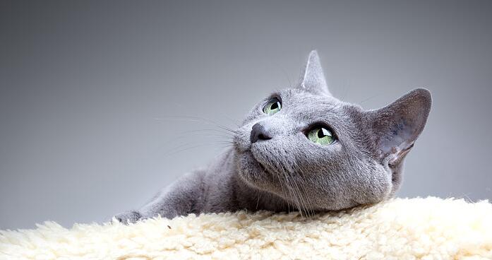 猫咪做绝育手术需要住院吗