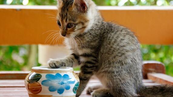 什么是水晶猫砂