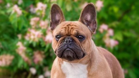 想给宠物换粮怎么办