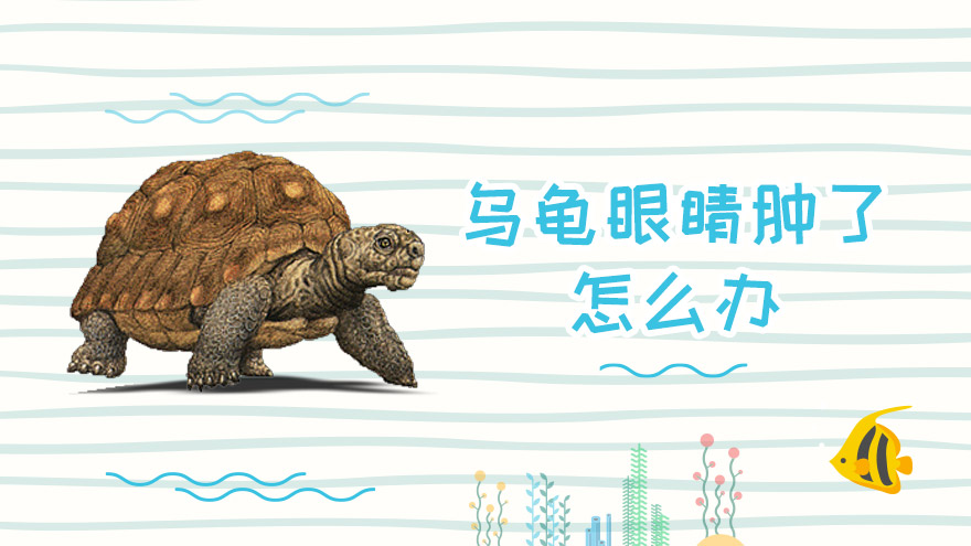 乌龟眼睛肿了怎么办