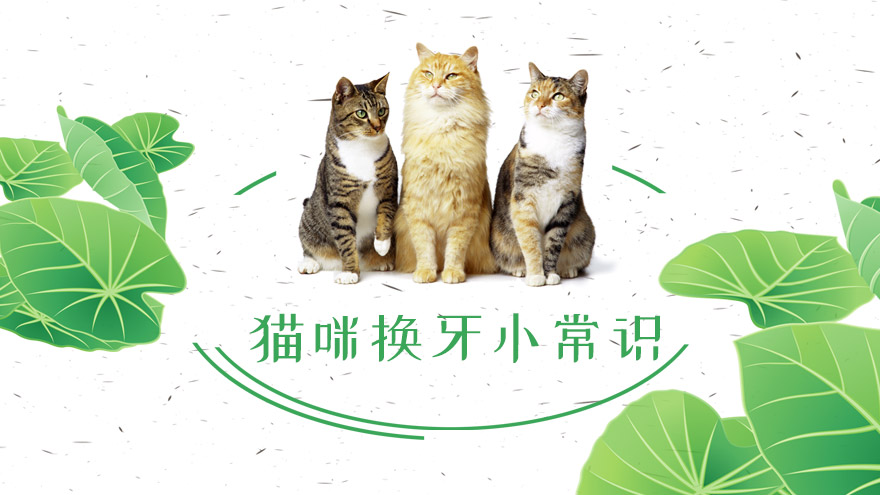 猫咪换牙小常识