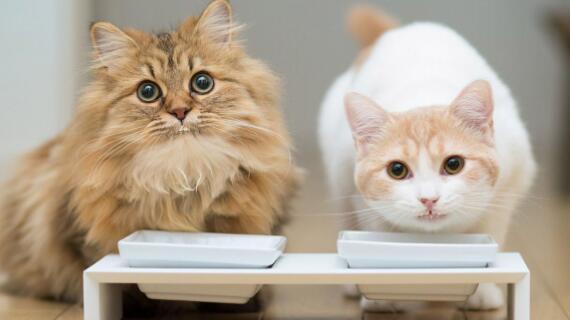 初到新家爱宠如何饲养