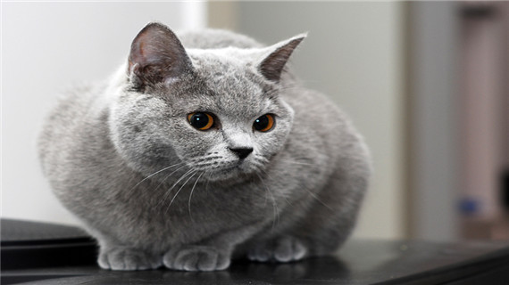 英国短毛猫的毛发如何护理