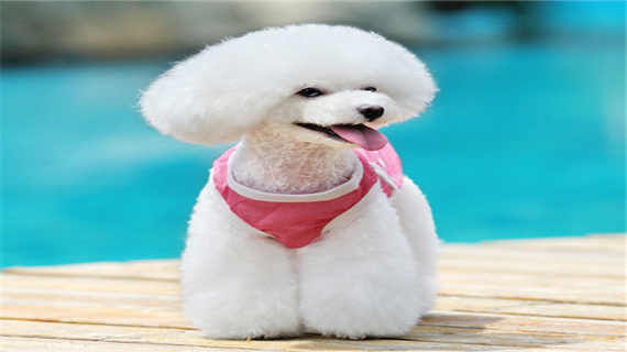 宠物贵宾犬为什么不吃东西