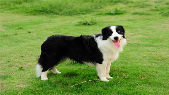 边境牧羊犬会掉毛吗