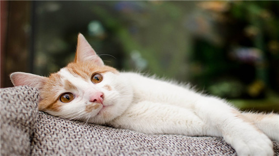 猫咪得了疥螨有什么症状