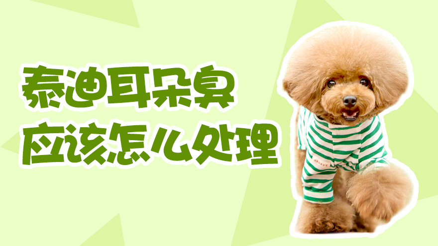 泰迪耳朵臭怎么办 应该怎么处理