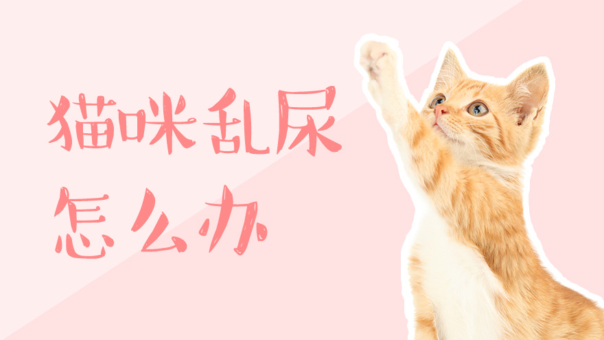 猫咪乱尿怎么办