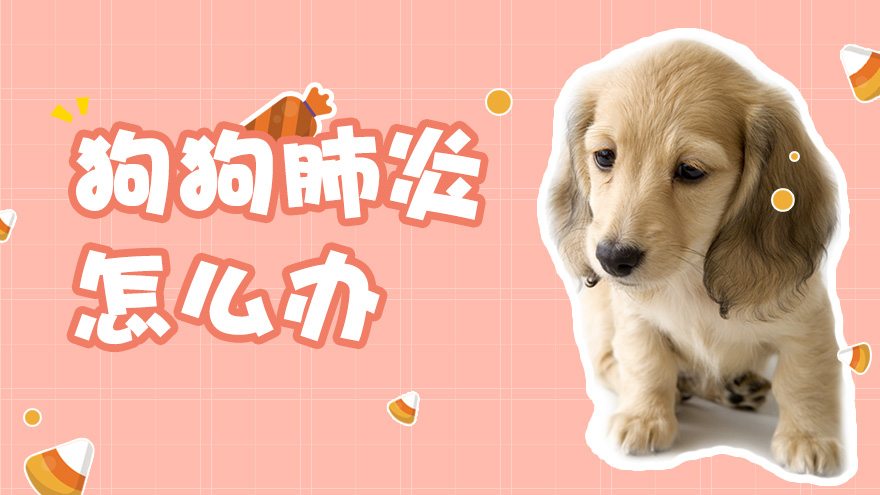 狗狗肺炎怎么办