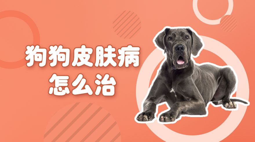 狗狗皮肤病怎么治