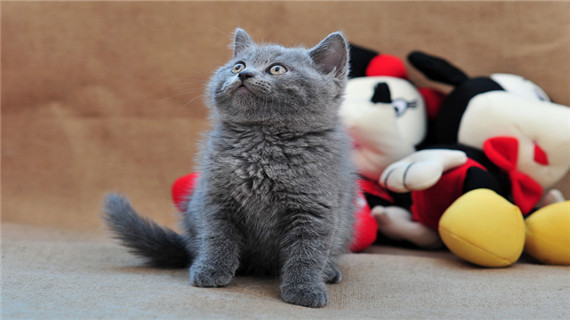 英国短毛猫的外形是什么样的