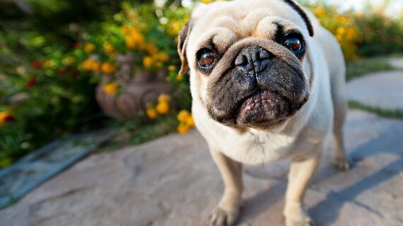 犬猫寄生虫如何预防