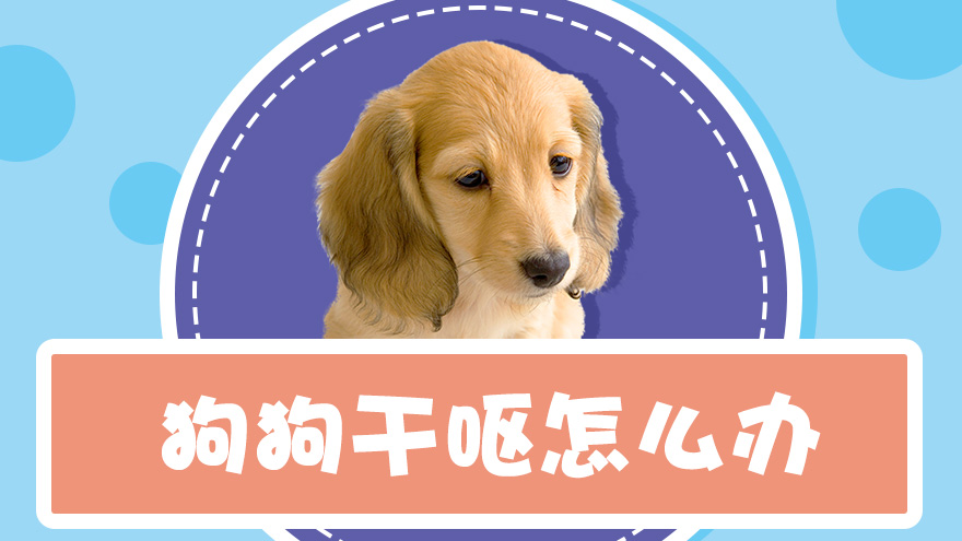 狗狗干呕怎么办