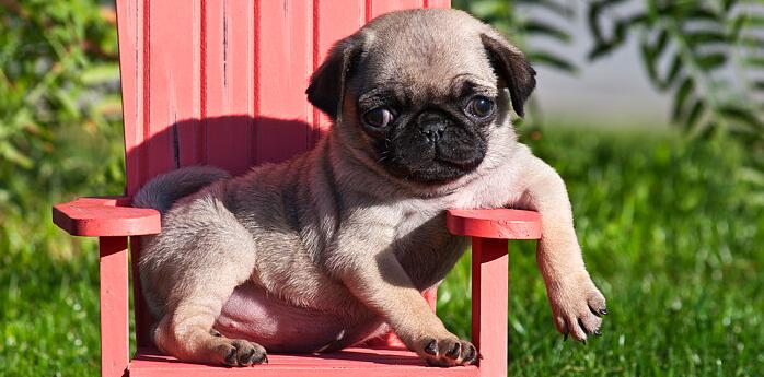 身体上有伤口被狗狗舔了需要接种吗