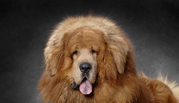 藏獒耳朵的护理