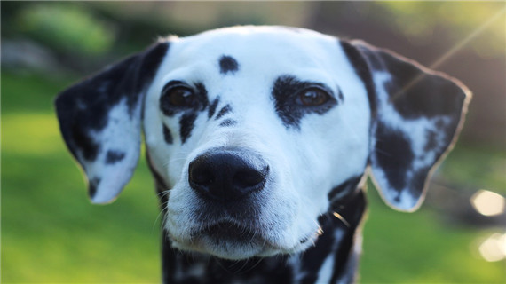 大麦町犬是不是很聪明