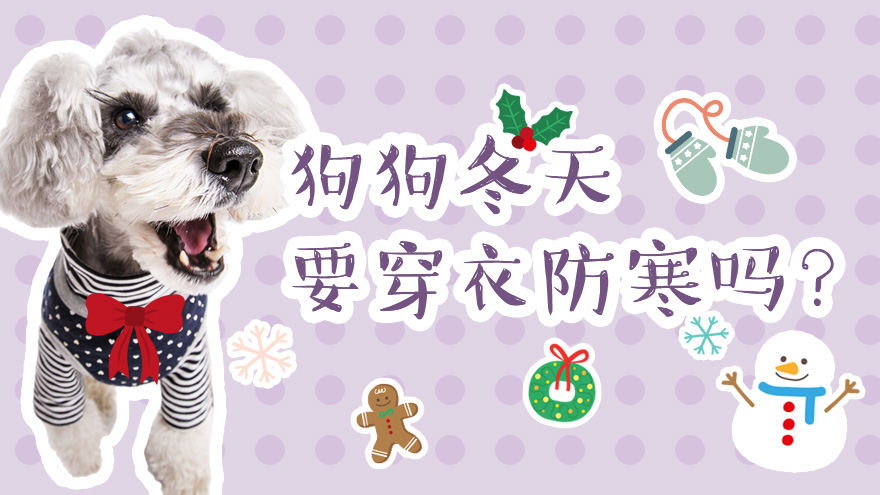 狗狗到了冬天需要穿衣防寒吗