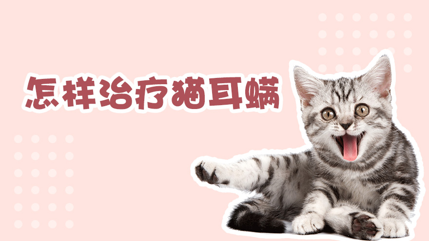 怎样治疗猫耳螨