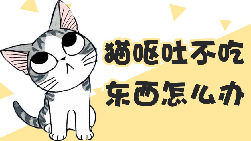猫呕吐不吃东西怎么办