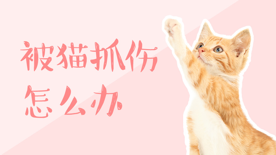 被猫抓伤怎么办