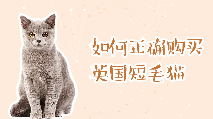 如何正确购买英国短毛猫