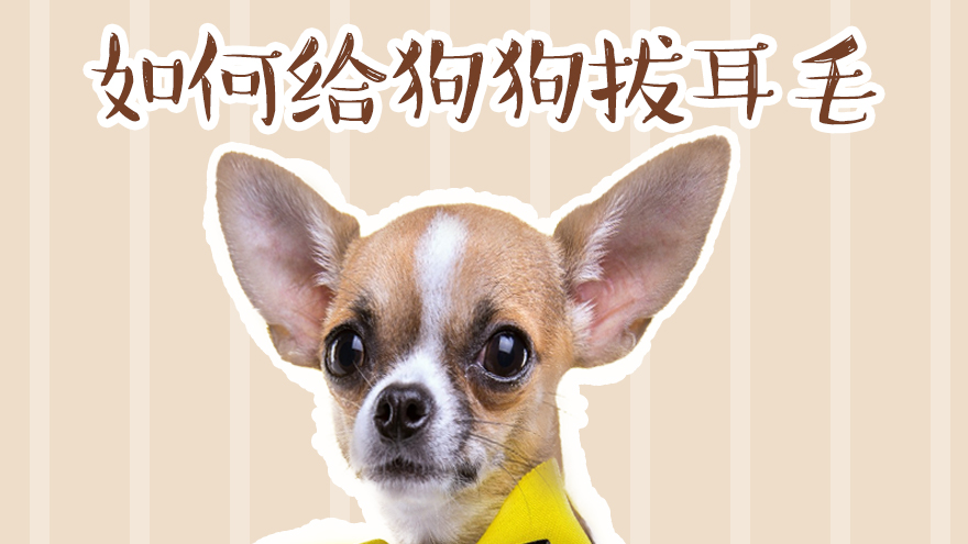 如何给狗狗拔耳毛