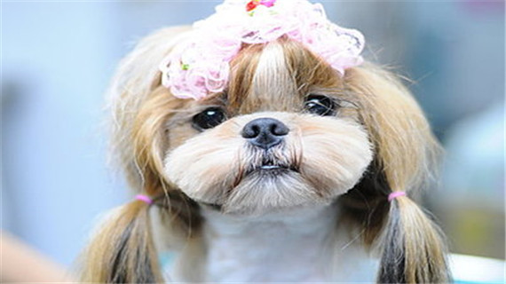 西施犬修剪指甲的方法