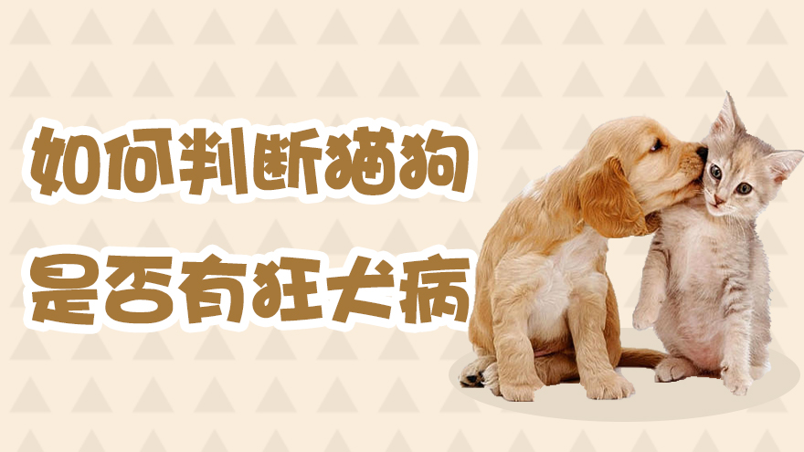 如何判断猫狗是否有狂犬病