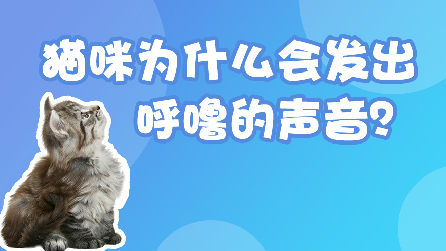 猫咪为什么会发出呼噜的声音