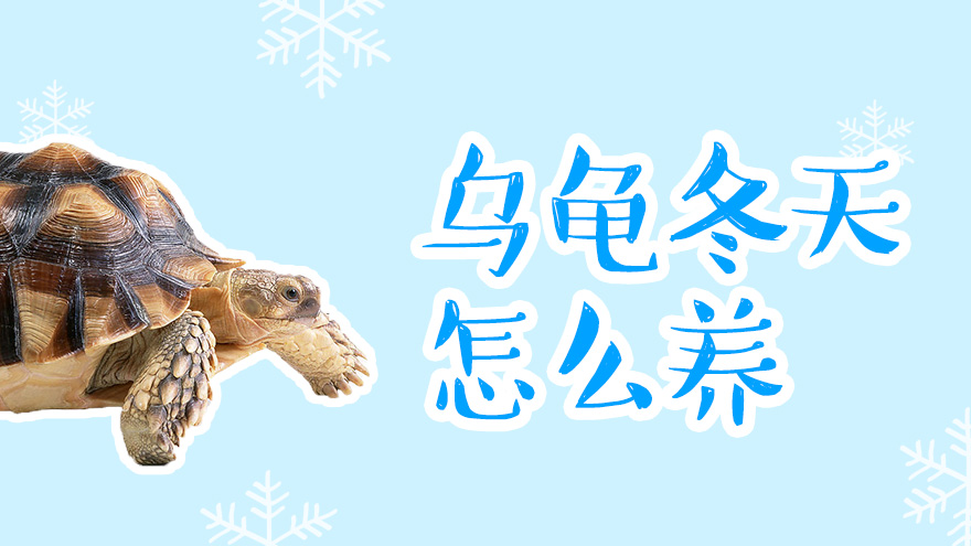 乌龟在冬天怎么养