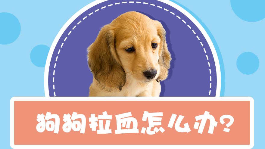 狗狗拉血怎么办