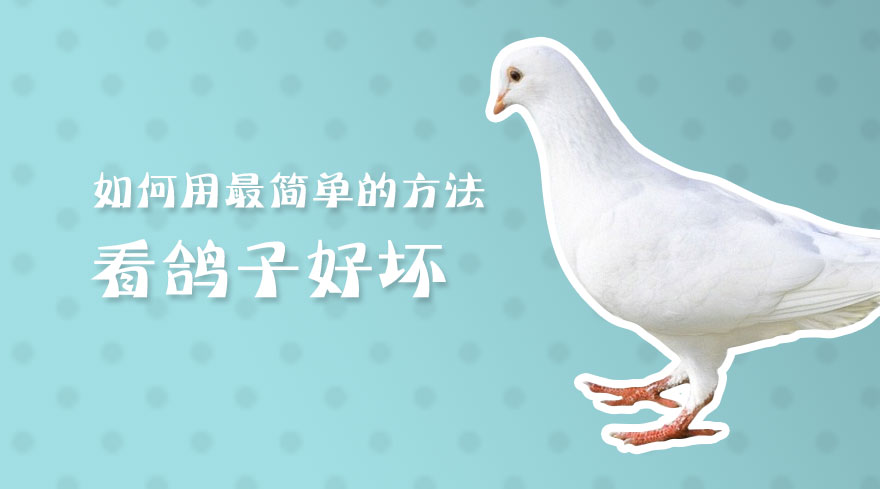 如何用最简单的方法看鸽子好坏