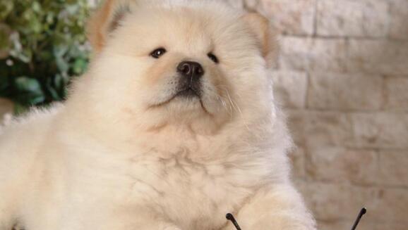 松狮犬的眼睛护理