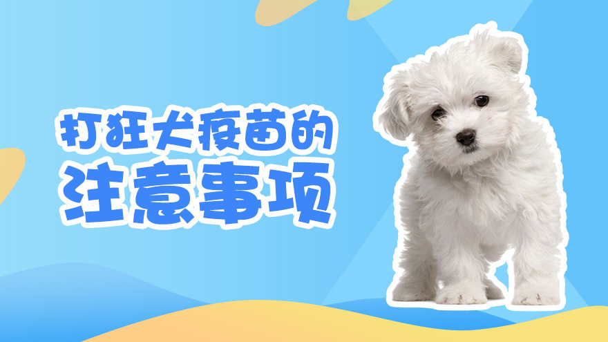 打了狂犬疫苗后的注意事项