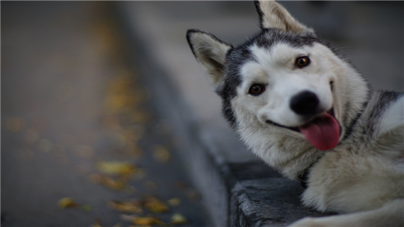 哈士奇攻击人的纠正方法
