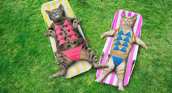 给猫做绝育手术有必要吗