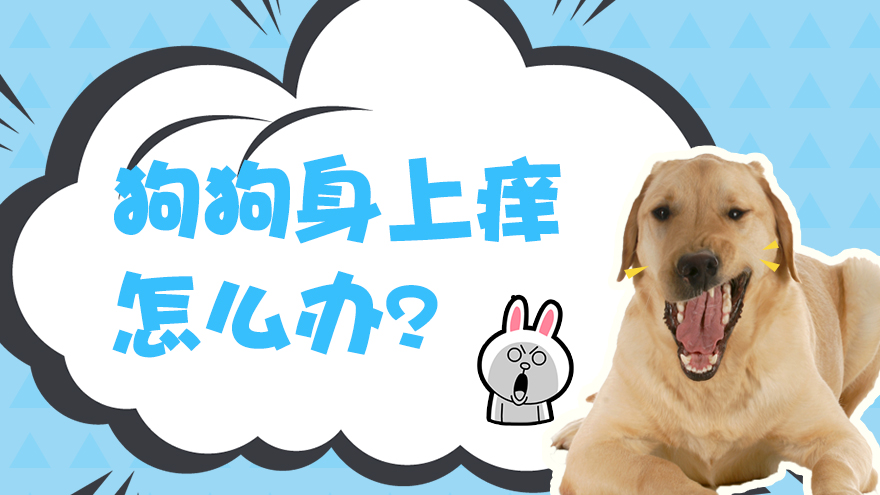 狗狗身上痒怎么办