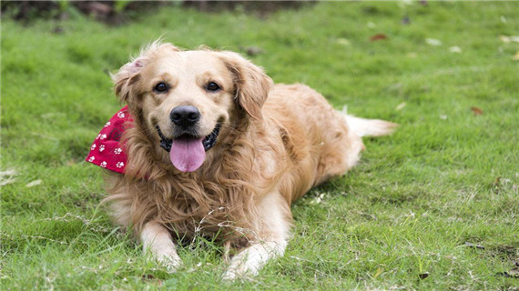 狗狗尿路结石的相关症状