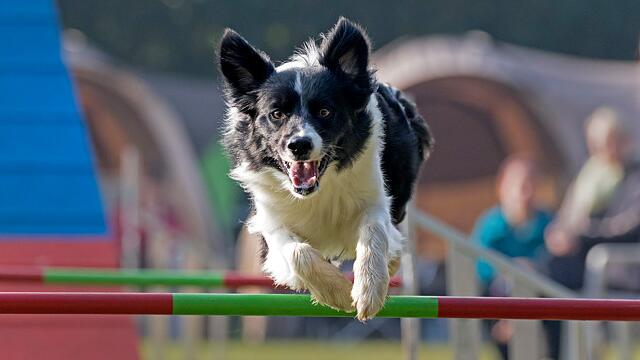 拉布拉多日常训练的注意事项
