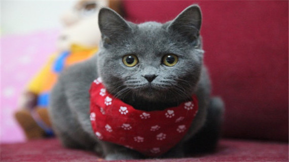 英国短毛猫和美国短毛猫有什么区别