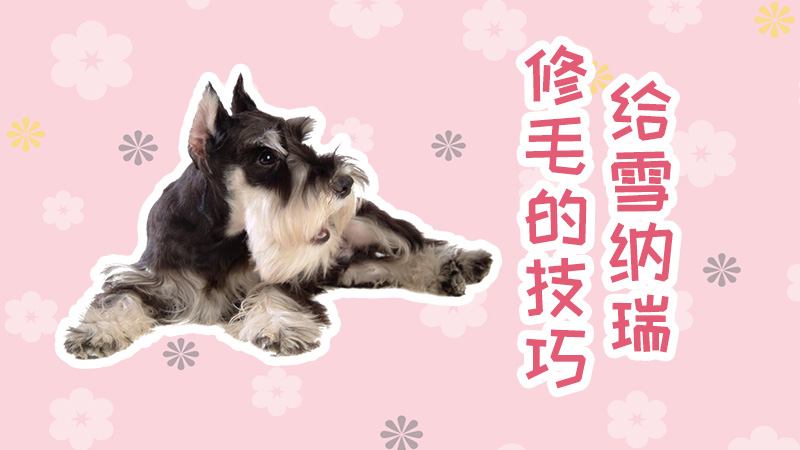 给雪纳瑞修毛的技巧