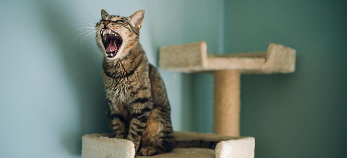 猫咪绝育手术是怎么做呢