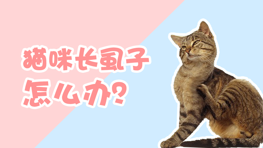 猫咪长虱子怎么办