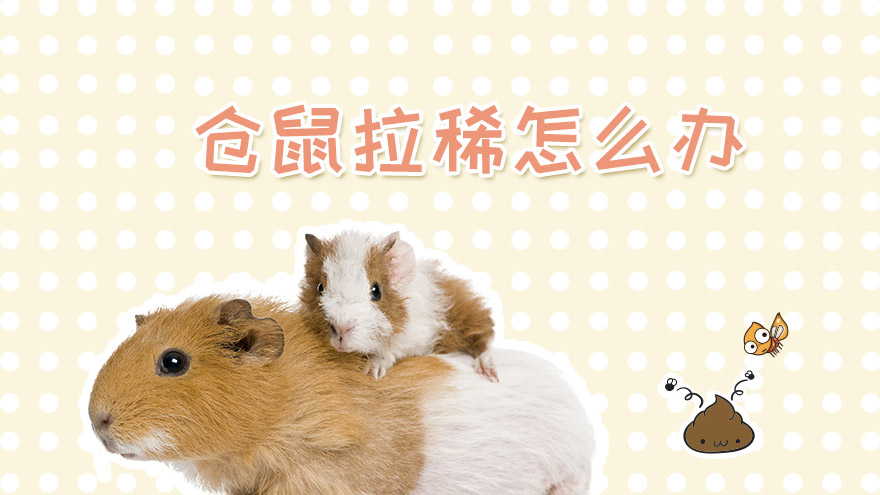 仓鼠拉稀怎么办