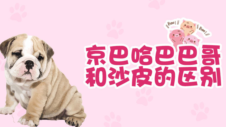 京巴哈巴巴哥和沙皮的区别是什么