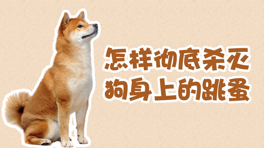 怎样彻底杀灭狗身上的跳蚤