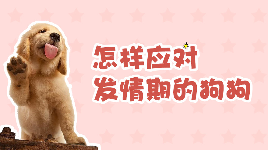 怎样应对发情期的狗狗